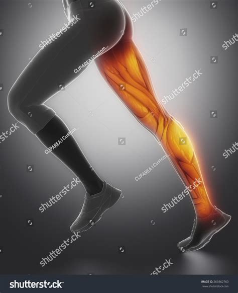 Leg Female Muscle Anatomy Lateral View 스톡 일러스트 269362760