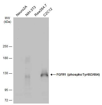 Fgfr Phospho Tyr Gtx Genetex