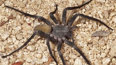 Aranhas Gigantes Caracter Sticas E Curiosidades