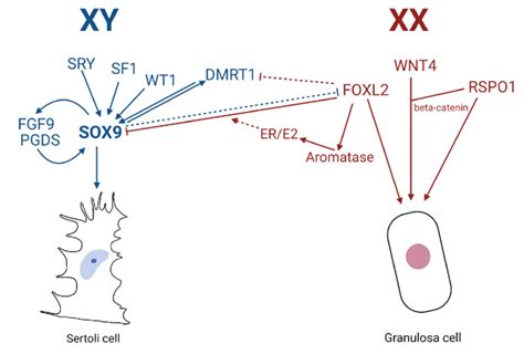 Molecular Mechanisms Of Mammalian Sex Determination Leading To Male Or