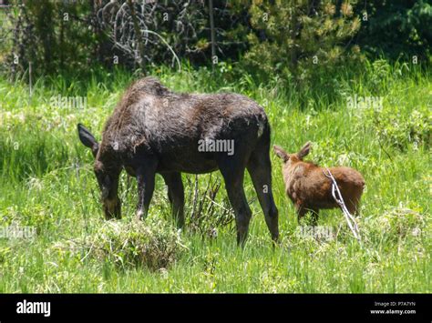 baby moose and mother Stock Photo - Alamy