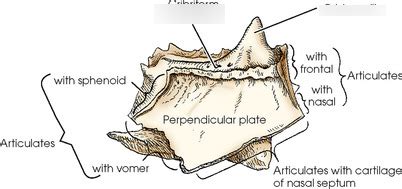 Lateral Ethmoid Bone Labeled Diagram Quizlet