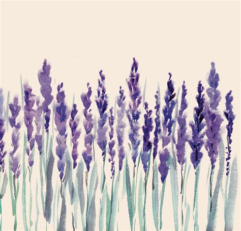 Lavender Flowers Vector Illustration Lavendar Painting Watercolor