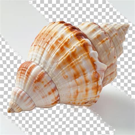 Premium PSD | A set of sea shells with a white background with a black and white background