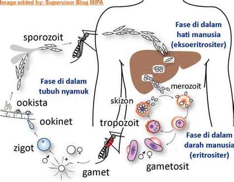 Gambar Dan Tahapan Siklus Hidup Plasmodium Di Tubuh Manusia And Nyamuk Blog Biologi