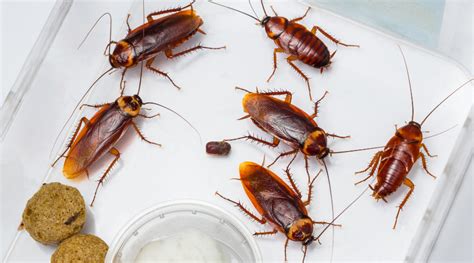 Natural Cockroach Repellent: Effective Home Remedy - feed