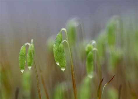 Wallpaper Sunlight Water Nature Field Moss Green Canon Dew