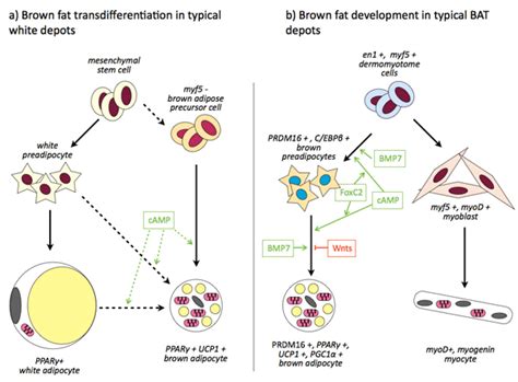 Лекарство от ожирения?: vadim_proskurin — LiveJournal
