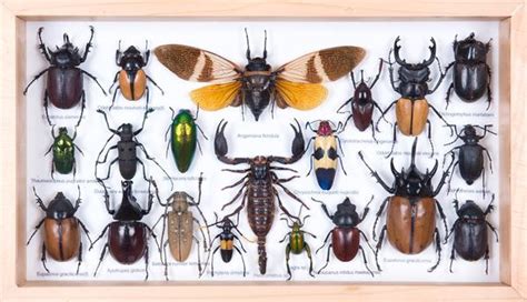 Mounted Tropical Insects Entomology Collection Framed Taxidermy