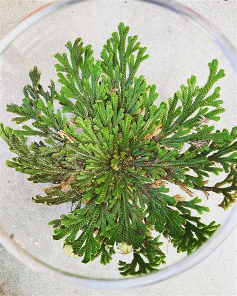 Rose Of Jericho Care Resurrection Plant Growing Guide