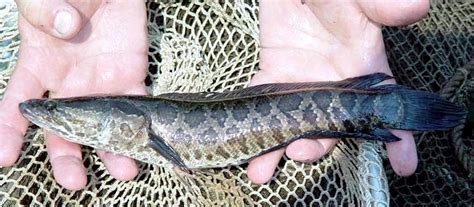 Snakehead Ocean Treasures Memorial Library