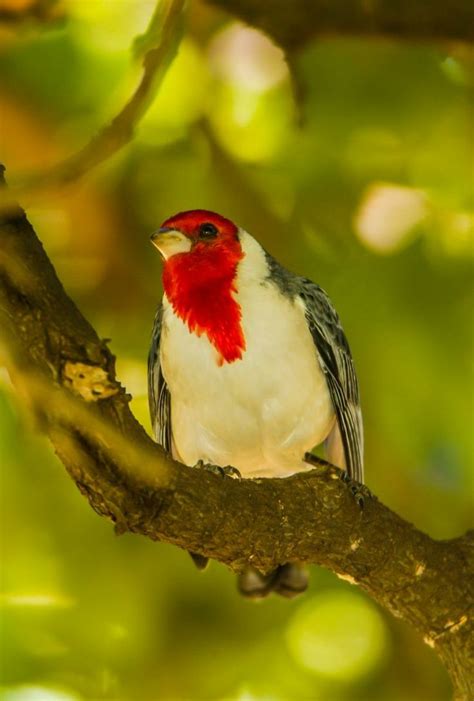 Oahu Hawaii Photography Local Birds Of Hawaii Avians Birds