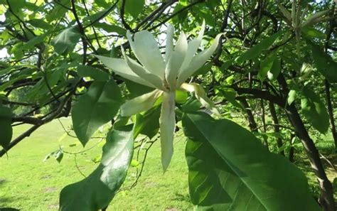 16 Different Types of Magnolia Trees & Identifying Features