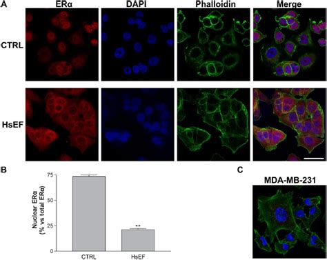 Erα Immunofluorescence In Mcf 7 And Mda Mb 231 Cells A Download