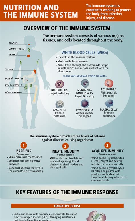 Immunity In Brief Linus Pauling Institute Oregon State University