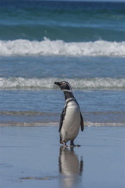 Magellanic Penguin Nesting Ground Stock Photo - Image of south, bird ...