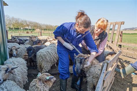 Alles Over Blauwtong In Nederland Boerderij