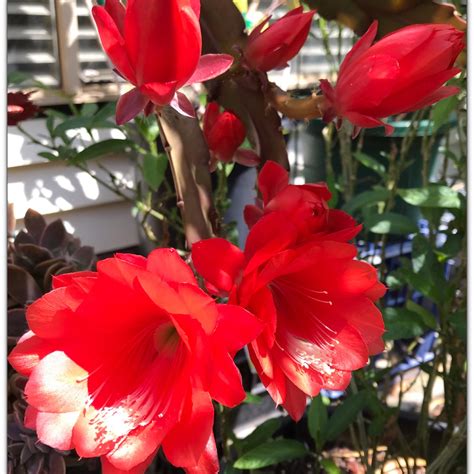 Epiphyllum Ackermannii Red Epiphyllum Ackermannii Red In Gardentags