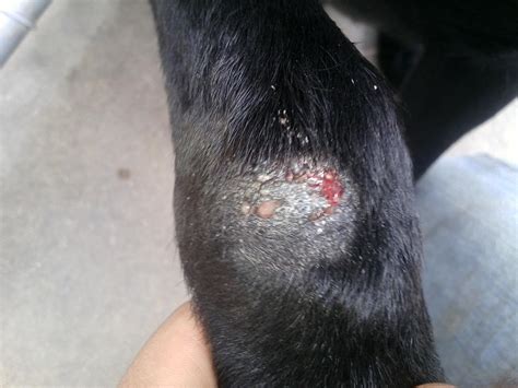 Dog Resistant Staph Infection - Franklin and Nashville TNVet