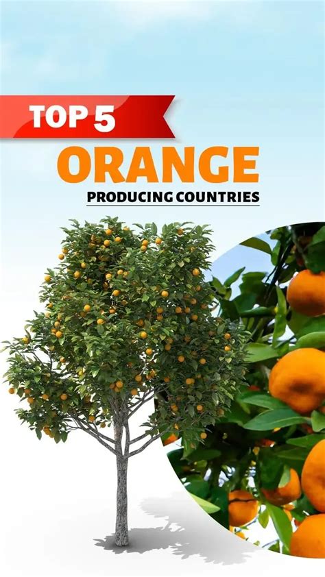 Top Orange Producing Countries In The World