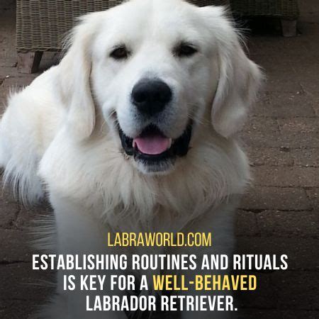 Tips For Training Your White British Labrador Retrievers