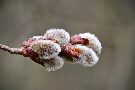 Pussy Willow Catkins Branch Free Photo On Pixabay Pixabay