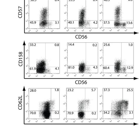 Phenotype Of NK Cells A PBMCs From Two Normal Healthy Donors N1