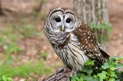 Biden Administration Announces Plan To Kill 450000 Owls At Cost Of 230 Million