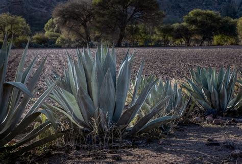 Una Fila De Agave Agave Americana Utilizada Para Hacer Agua De Miel Y