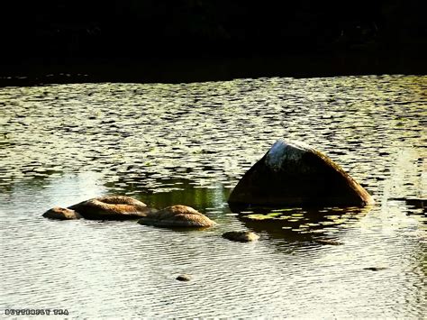 Etang du bois pouvreau Natuur MÃnigoute Deux SÃvres Poitou