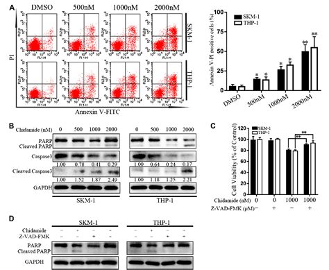 Figure 2 From Chidamide Inhibits Acute Myeloid Leukemia Cell