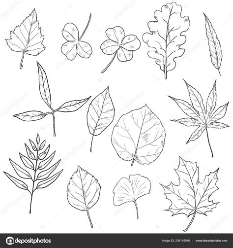 Vector Set Sketch Tree Leaves Leaf Types Collection Stock Vector by ...