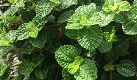 Pilea nummulariifolia | Bessey Greenhouse (Richard W. Pohl Conservatory)