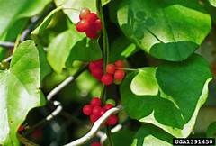 Growing Carolina Moonseed For Birds