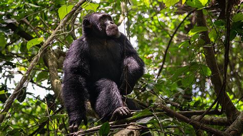 Western chimpanzees under threat in Ghana, 7 other West African ...