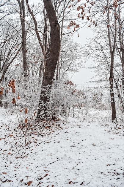 O Parque Coberto Por Uma Fina Camada De Neve No Inverno O Parque