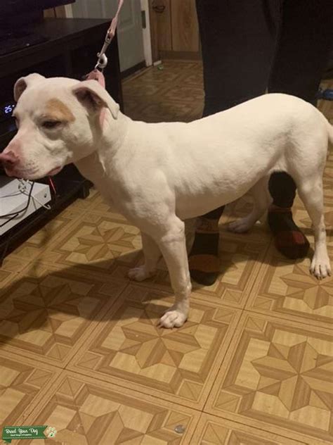 White American Staffordshire Terrier for stud - Stud Dog in AL, the