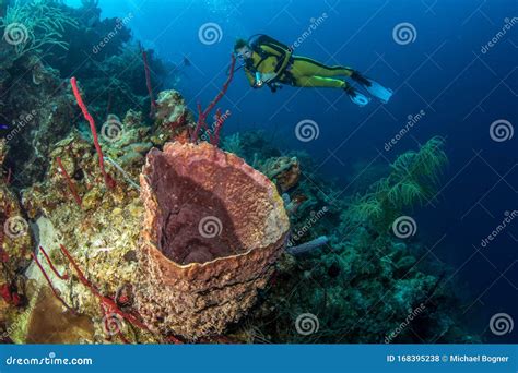 Blue Hole Belize Scuba Diving Editorial Stock Photo - Image of blue ...