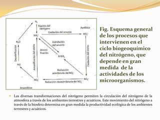 Ciclos BiogeoquíMicos PPT