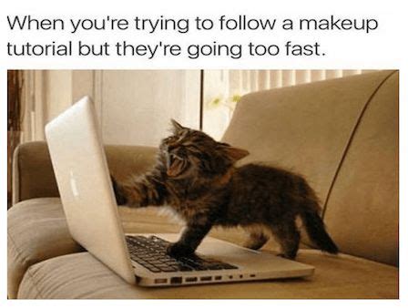 Funny Cat Memes To Make Your Caturday Purrfectly Entertaining