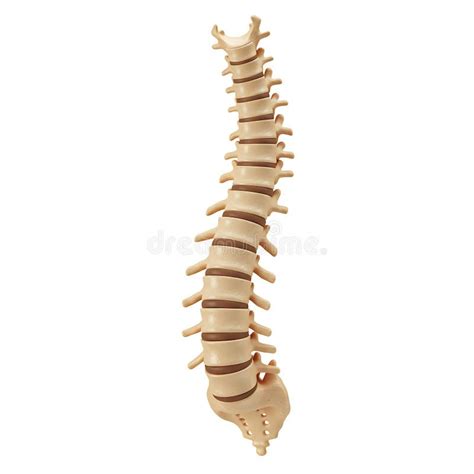 Human Anatomy Spinal Column Vertebrae 3D Model Illustration Medical ... 