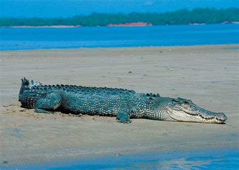 Saltwater Crocodile The Largest Living Reptile Source Wiki