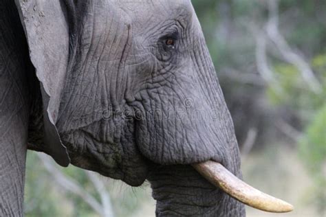 Elefante Africano En Kruger Nationalpark Foto De Archivo Imagen De