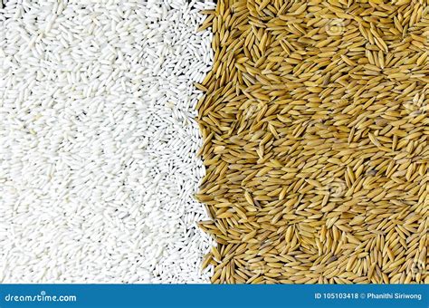 Fundo Da Pilha Do Arroz Paddy E E Da Semente Do Arroz Foto De Stock