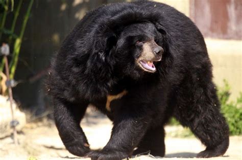 Asian Black Bear (Moon Bear) Facts, Habitat, Diet, Cub, Pictures