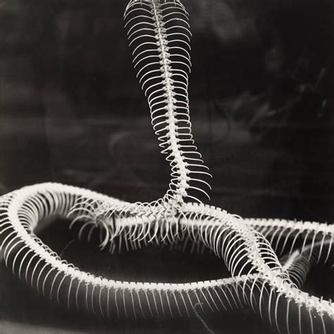 Skeleton of Snake | All Works | The MFAH Collections