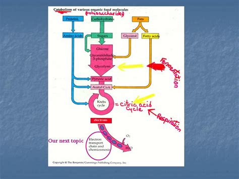 Catabolism