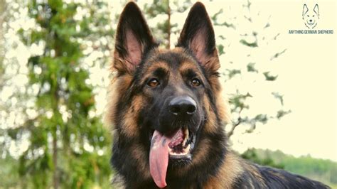 Por Qu Los Pastores Alemanes Tienen Una Mancha Negra En La Lengua Qu