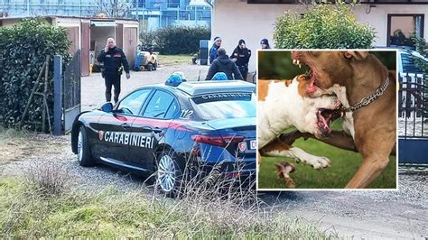 Ferrara donna aggredita da due cani è grave