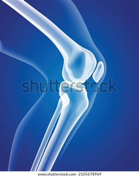 Educational Medical Illustration Leg Bones Knee Stock Vector Royalty